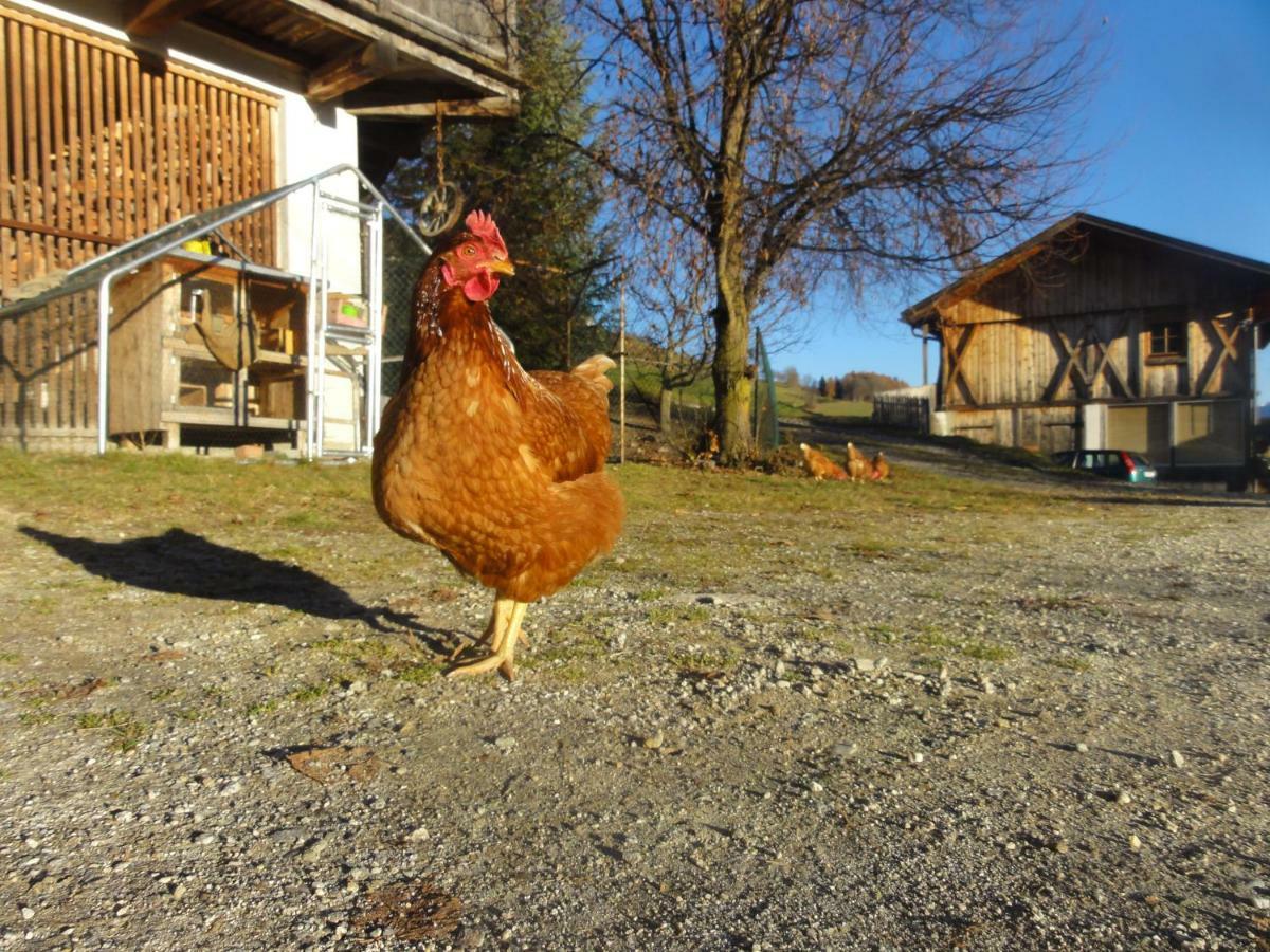 Mair Am Graben Farm * Chalets Terento Ngoại thất bức ảnh
